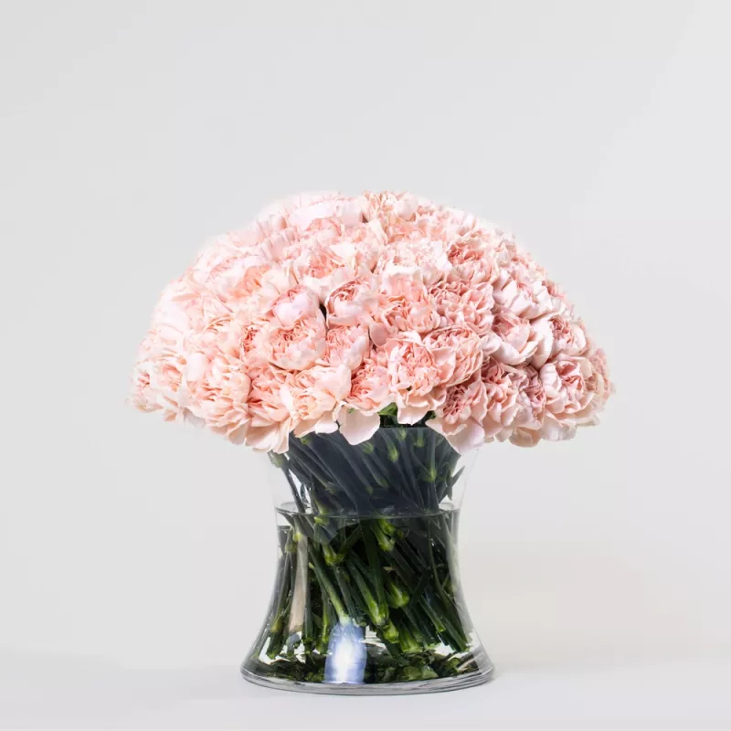 Jadore Simply 50 Light Pink Carnations