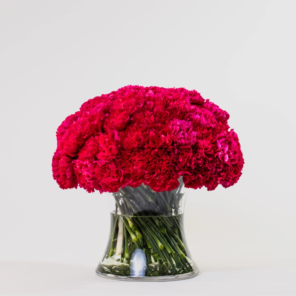 Simply 50 Hot Pink Carnations