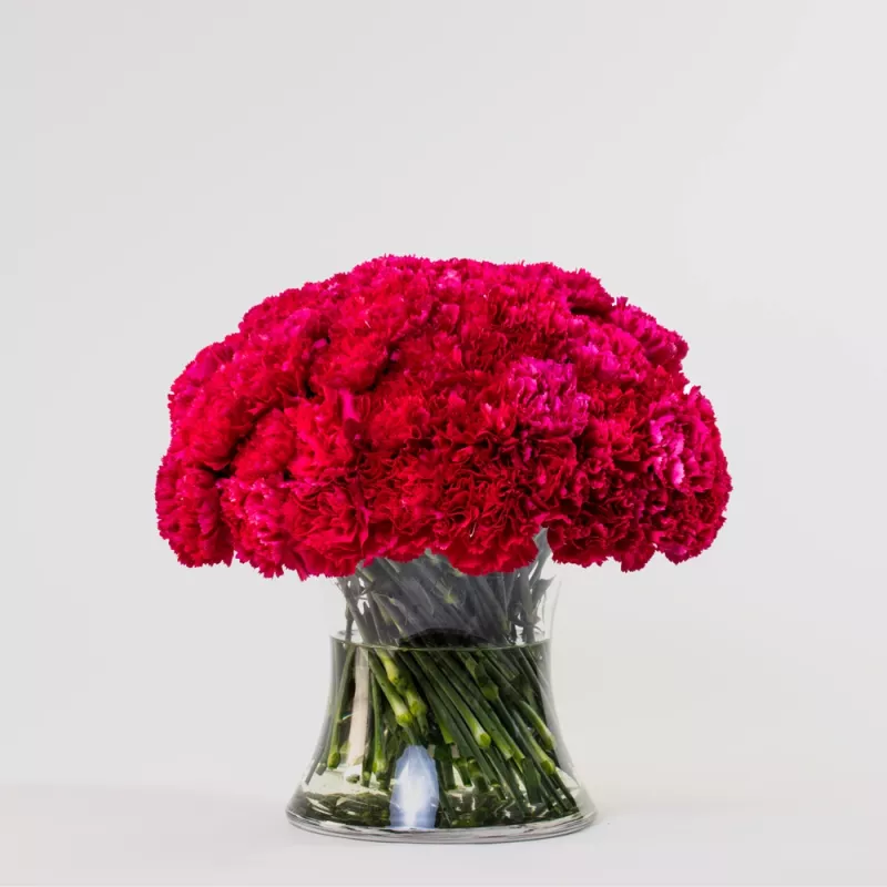 Jadore Simply 50 Hot Pink Carnations
