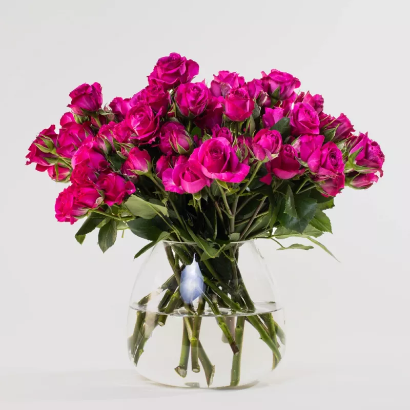 Jadore Simply Hot Pink Baby Roses