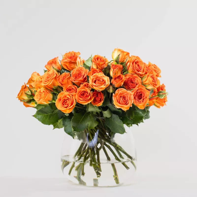 Jadore Simply Orange Baby Roses