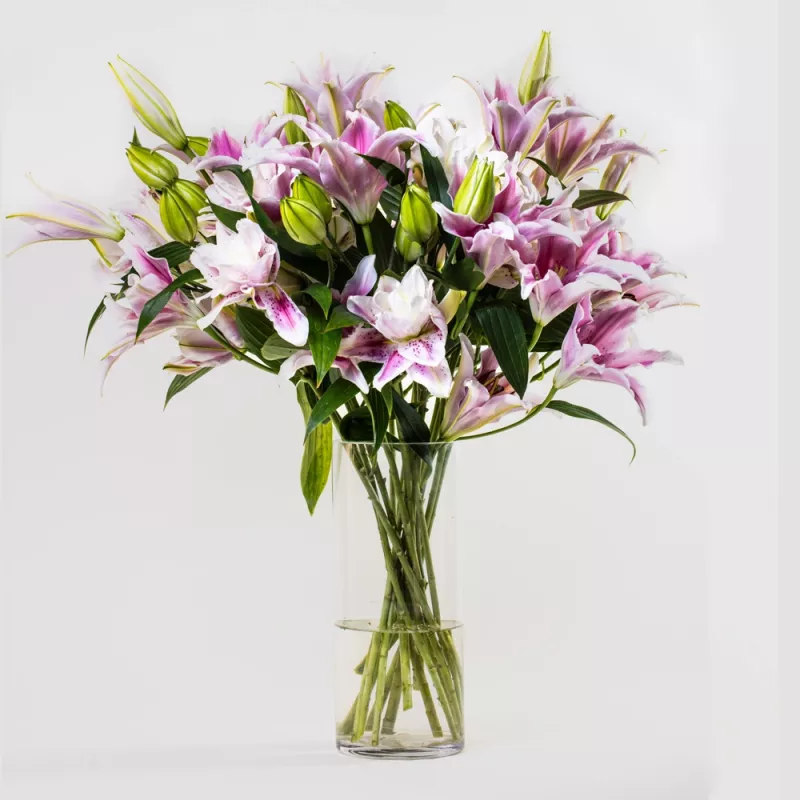 Jadore Simply Pink Stargazer Lilies