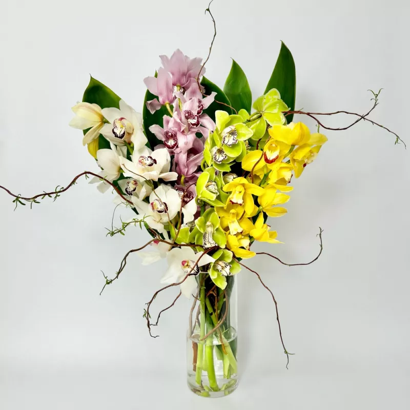 Jadore Cymbidium Orchid Galore