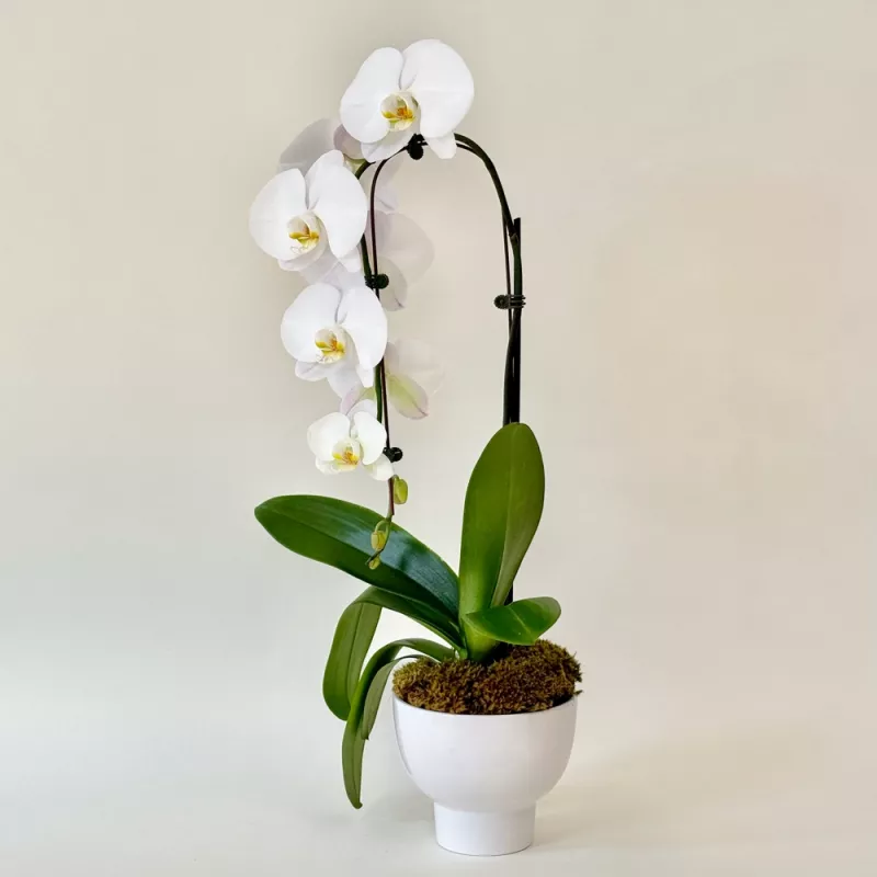 Jadore Simply Phalaenopsis Orchid