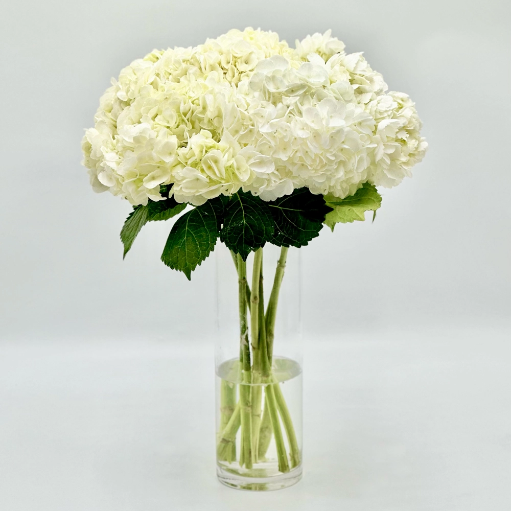 Simply White Hydrangea Love