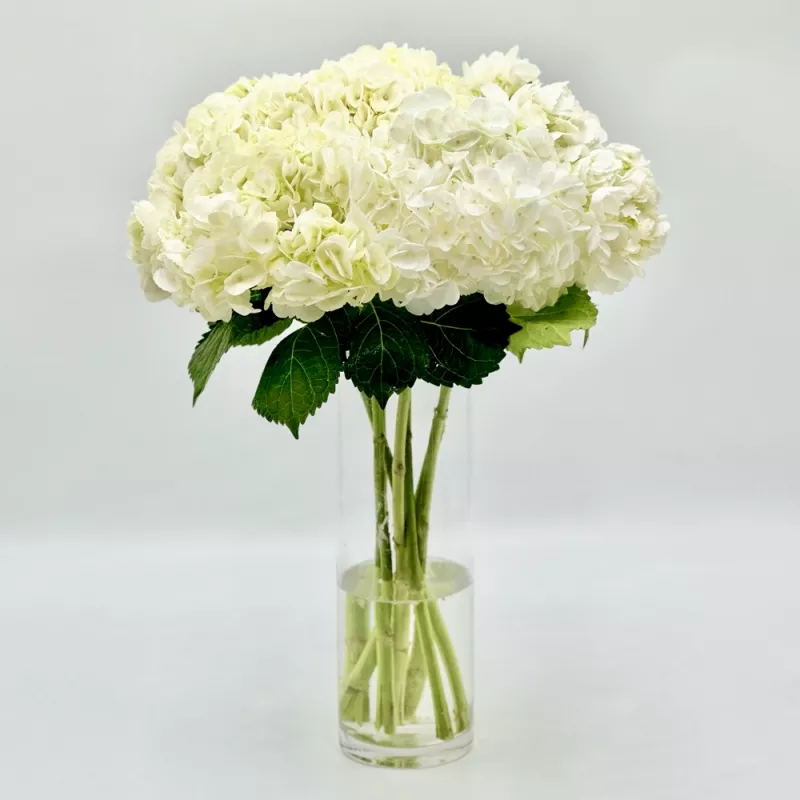 Jadore Simply White Hydrangea Love