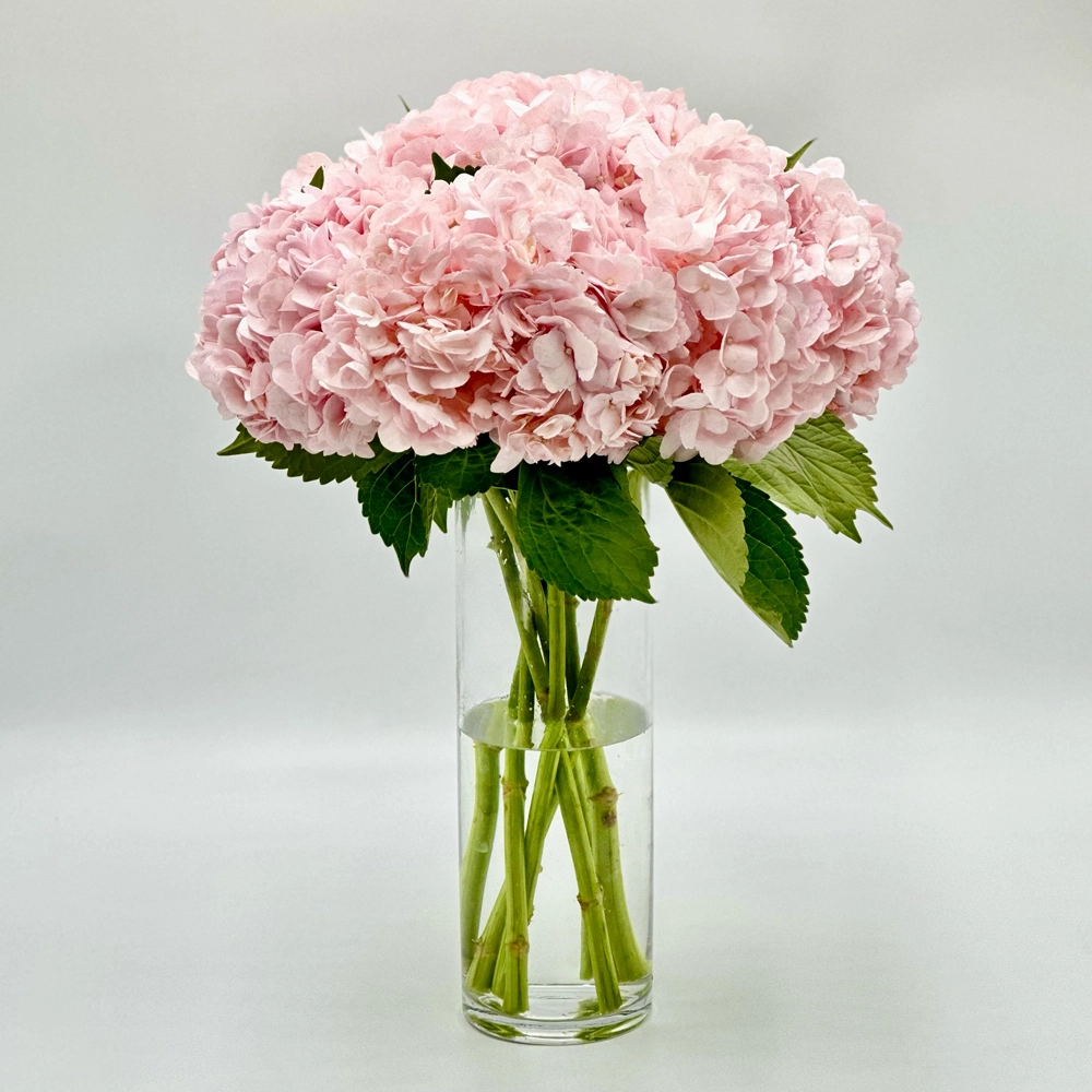Simply Pink Hydrangea Love