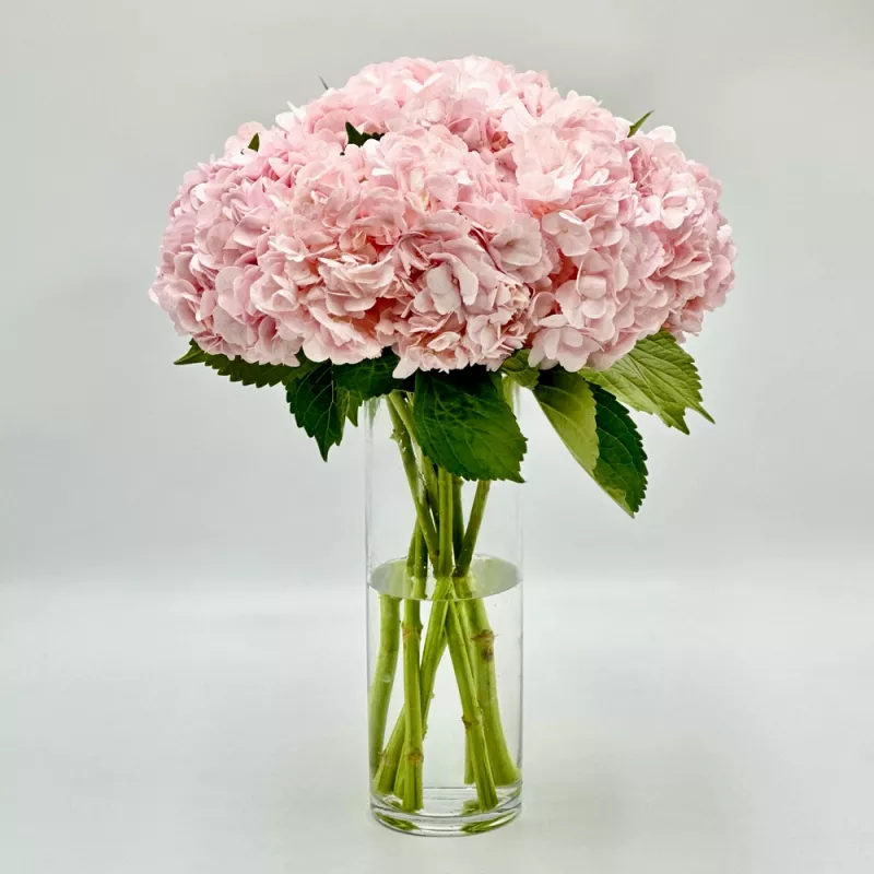 Jadore Simply Pink Hydrangea Love