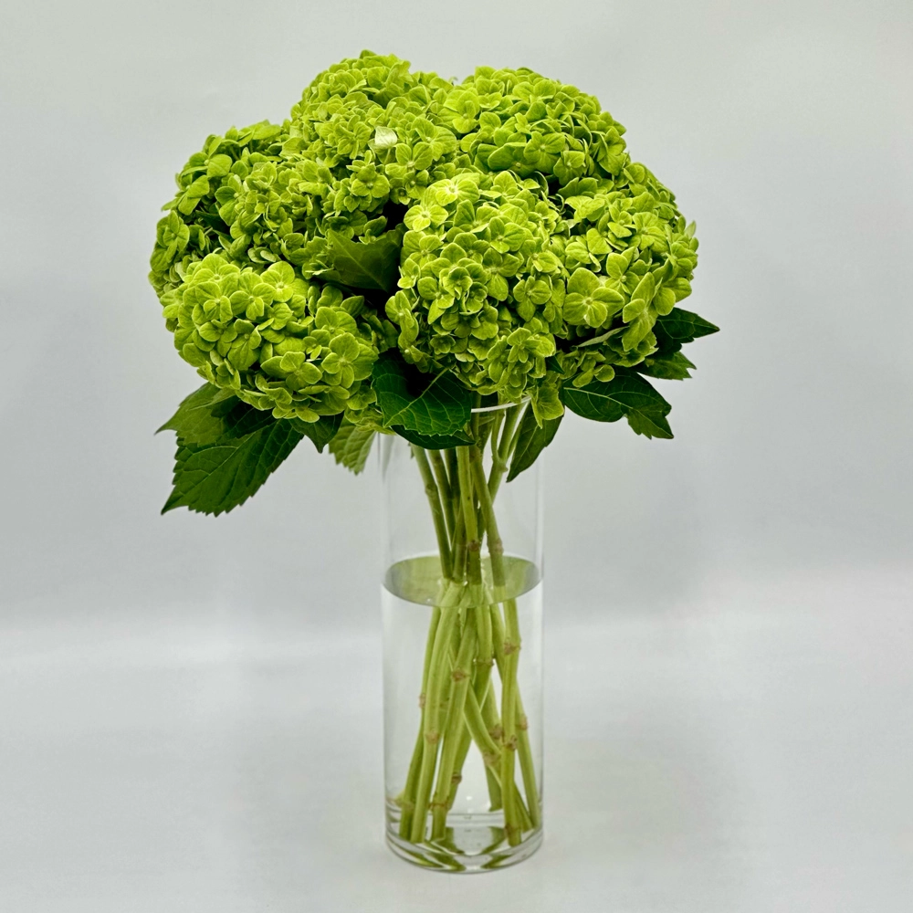 Simply Emerald Green Hydrangeas