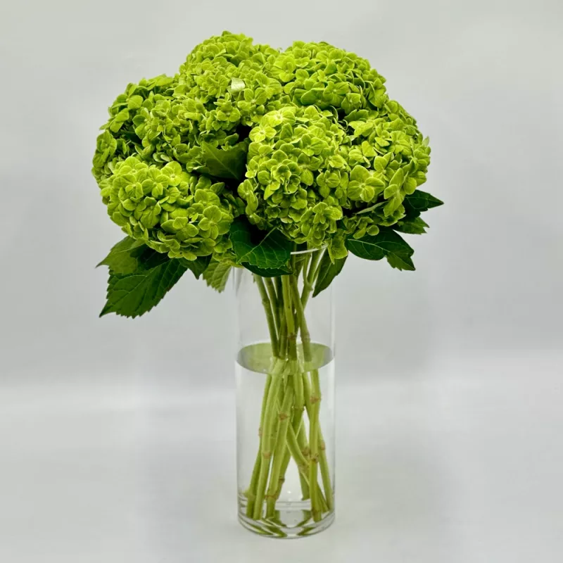 Jadore Simply Emerald Green Hydrangeas